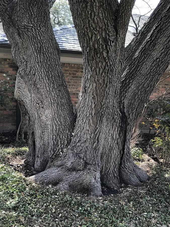 Mature heritage tree close to a Climax property cared for by certified arborists